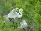 Great egret with chicks in nest, Smith Oaks Sanctuary, Texas. Art Print